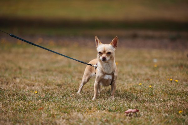 Elevate your chevrolet corvette"s power: the ultimate handbook for installing a high-performance camshaft to maximize horsepower